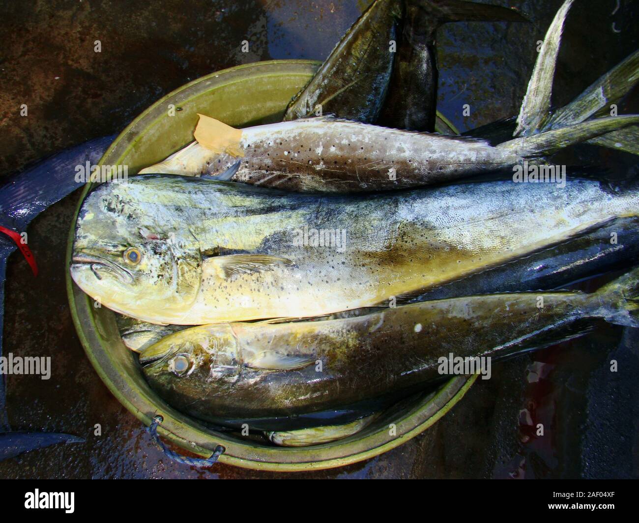 Juvenile mahi mahi or dorado (Coryphaena hippurus), in a fish stall in