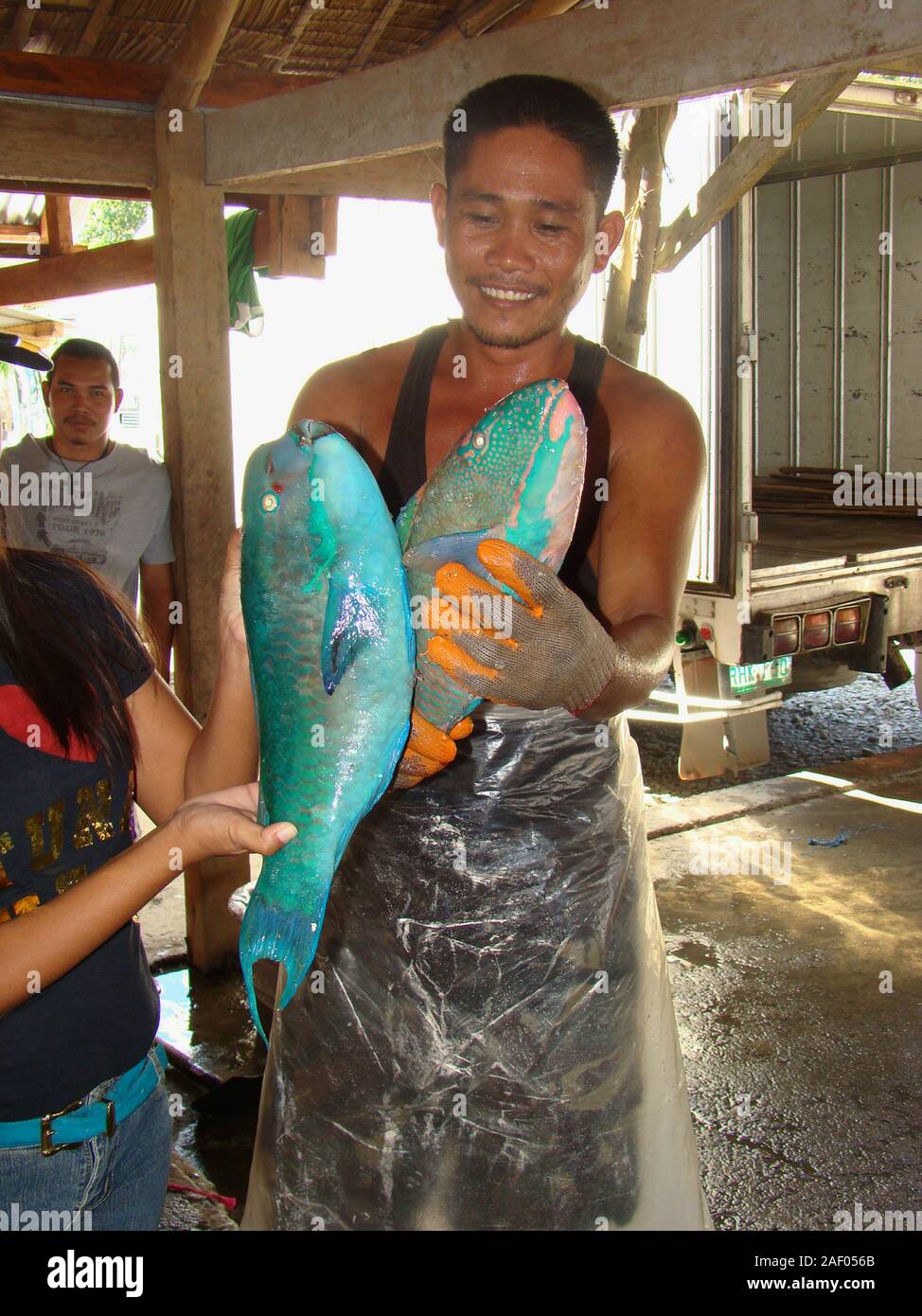 Freshly caught Parrotfish in a fish stall in Mindoro island, Philippines Stock Photo