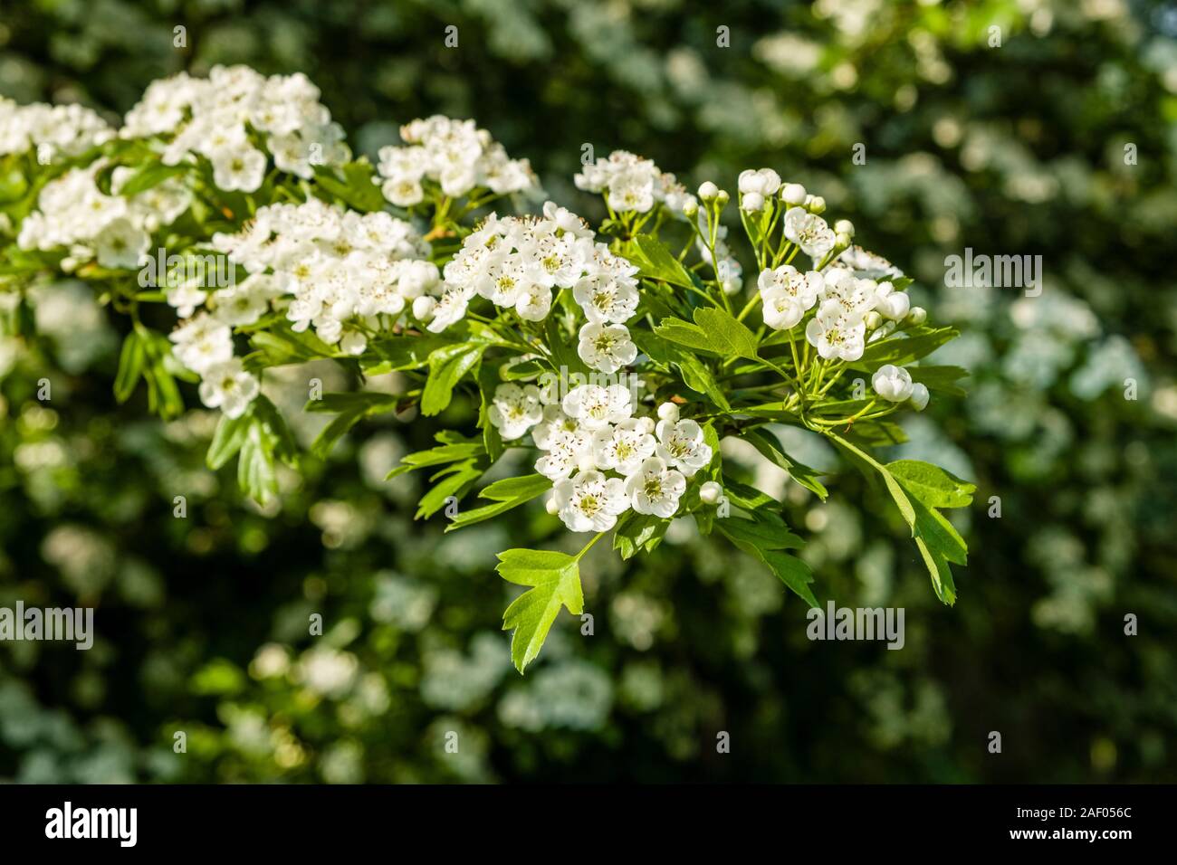 Wild cherry flowers blooming Stock Photo