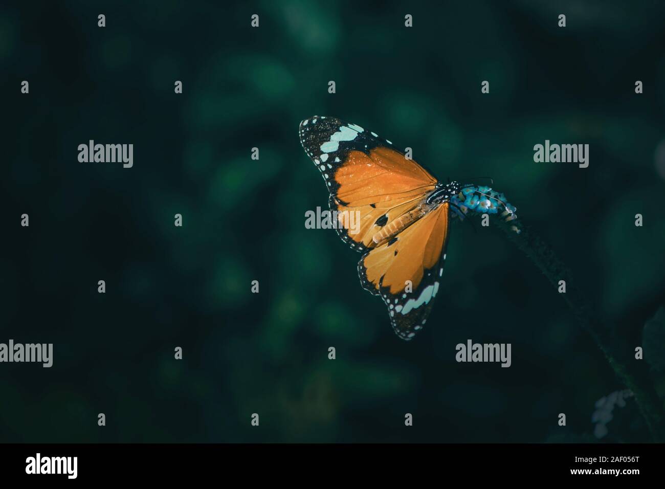 orange butterfly with black and white spots sitting on flower Stock