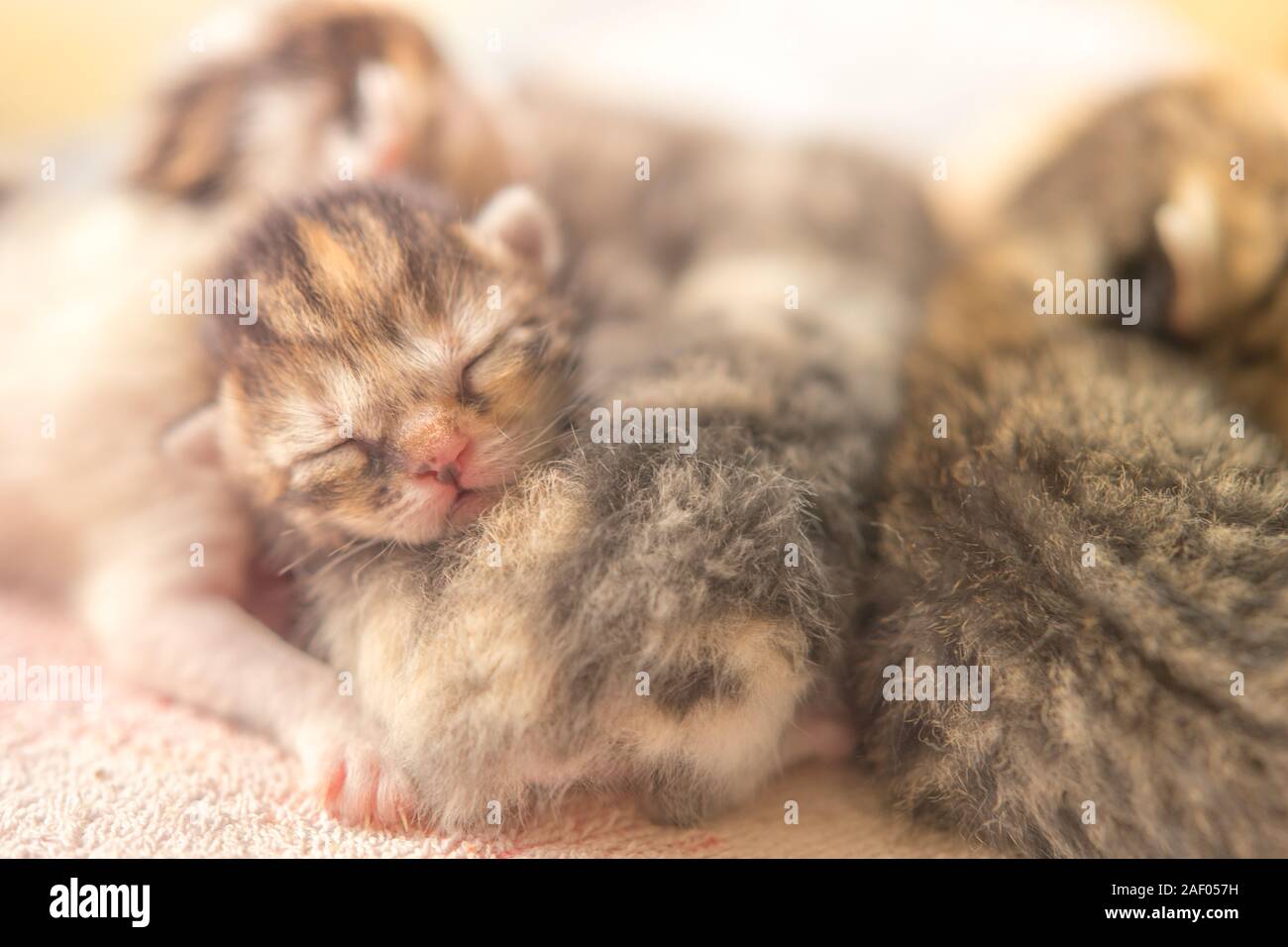 Lovely Newborn Kittens Sleep Small Baby Animals Sleeping Domestic Pets Stock Photo Alamy