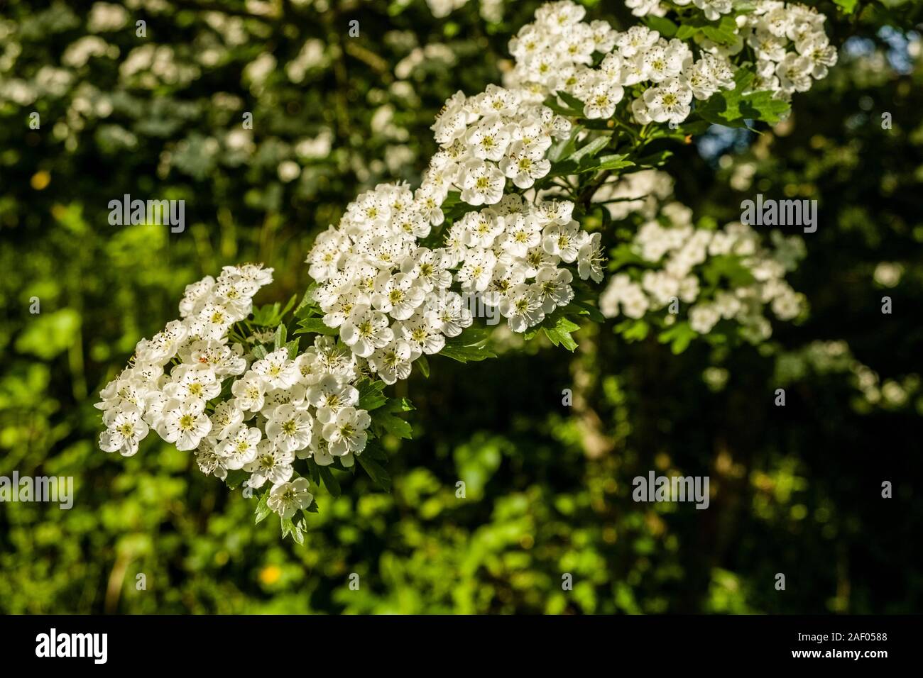 Wild cherry flowers blooming Stock Photo