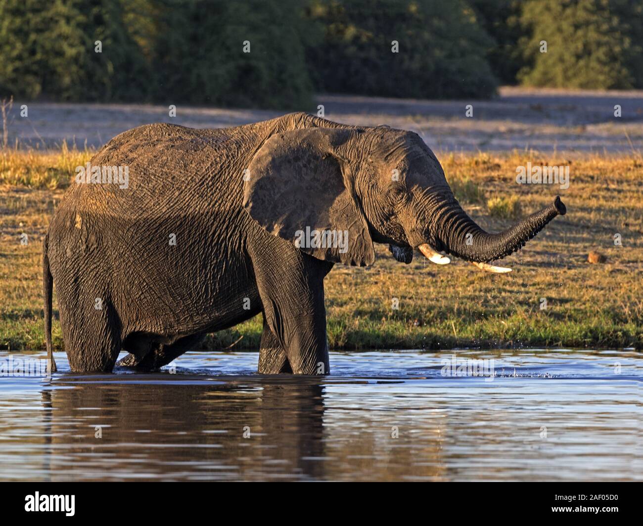 African bush elephant standing in water Stock Photo