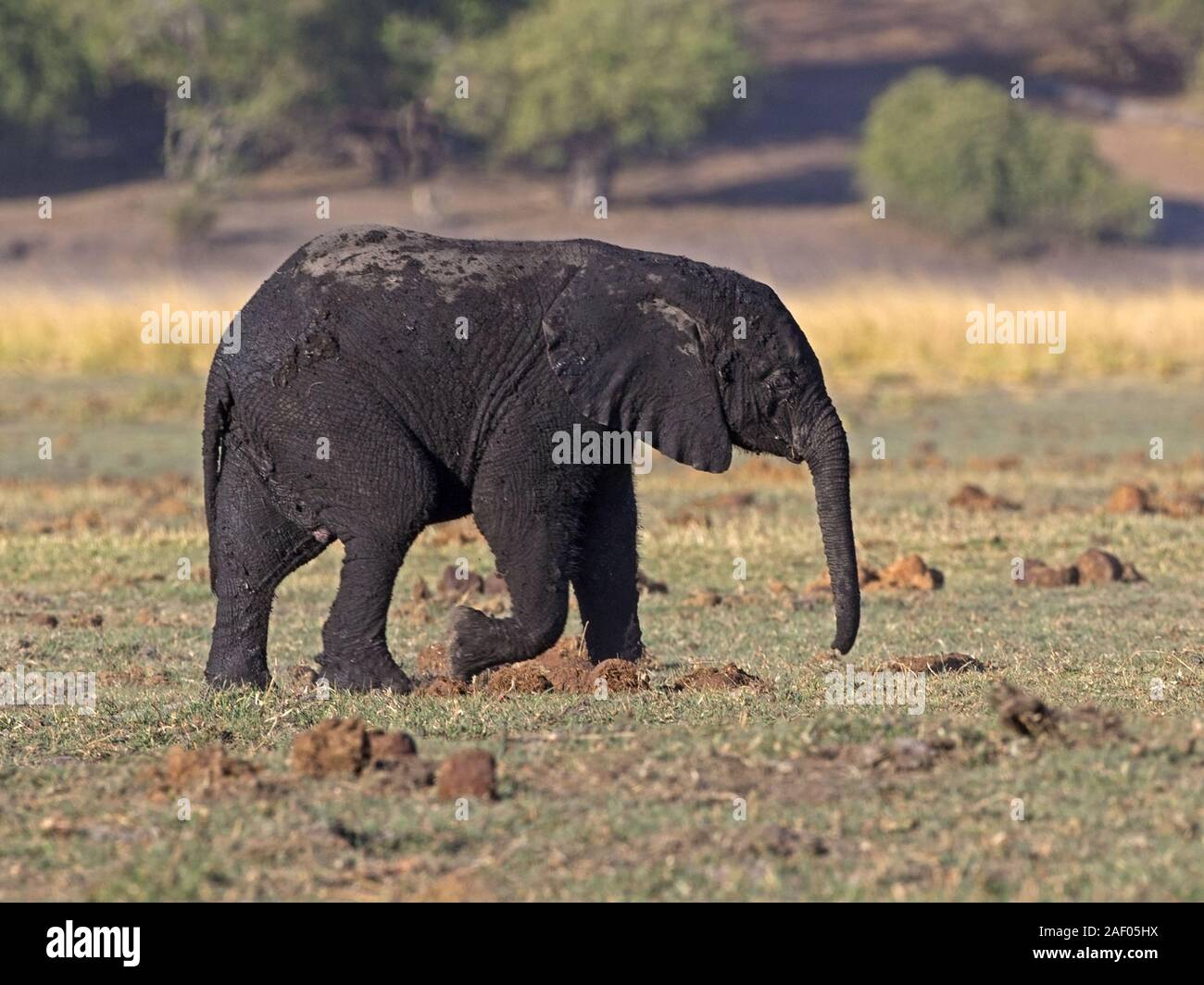 Male African bush elephant walking after mud bath Stock Photo