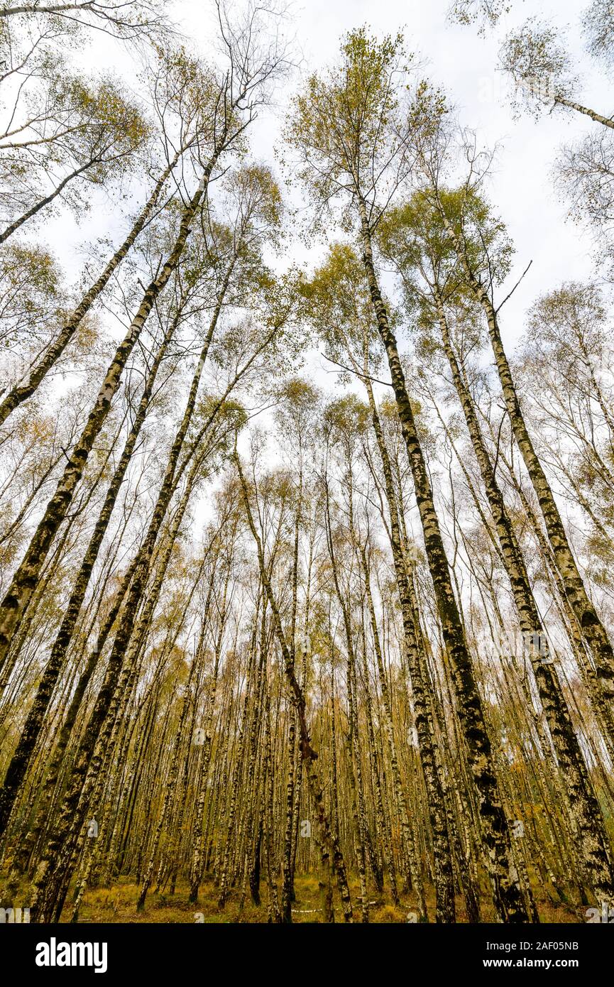 Birch forest hi-res stock photography and images - Alamy