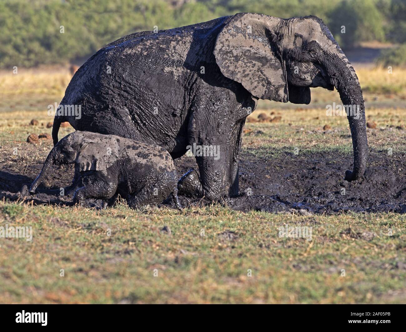 Female African bush elephant with young in mud bath Stock Photo