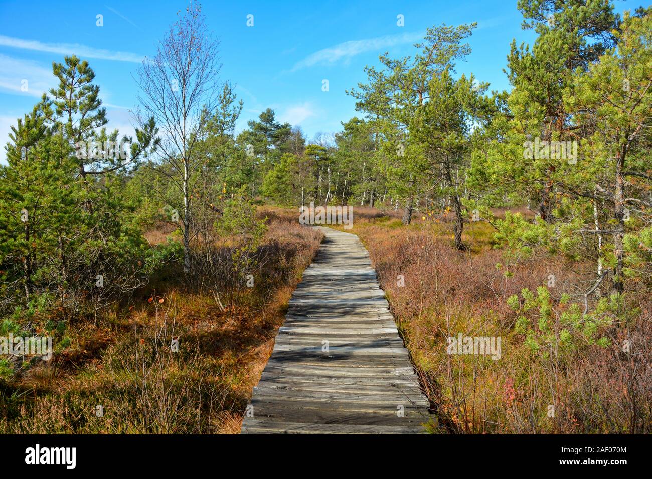 Way forward  -  Wood path through the black bog moor in the Rhön, Bavaria, Germany, in autumn , with blue sky Stock Photo