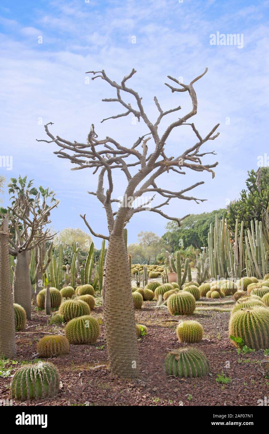 Cactus park at Tel-Aviv Stock Photo - Alamy