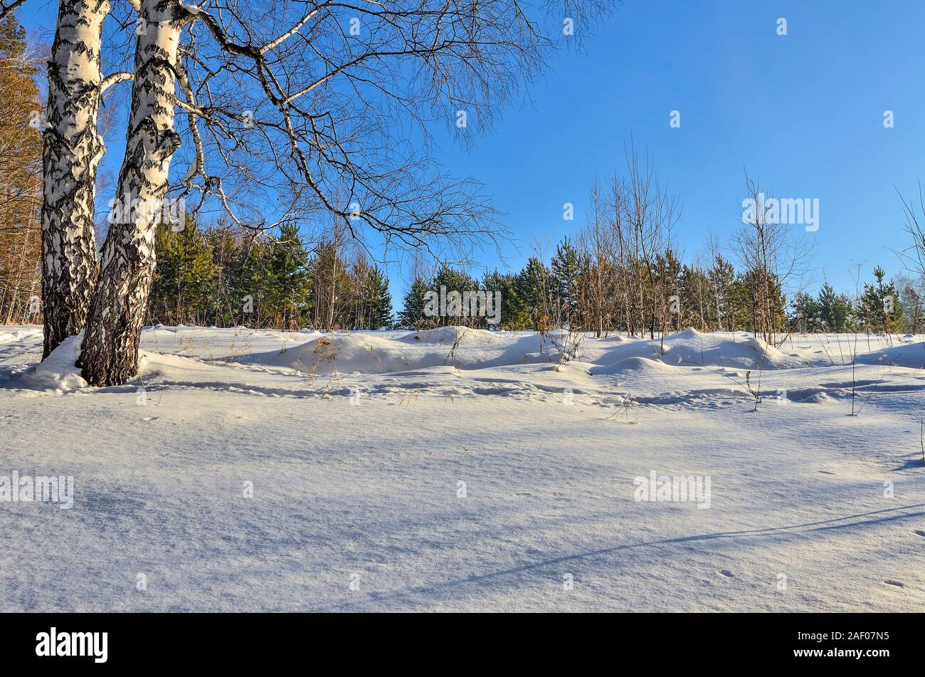 Two white birches at the edge of coniferous green forest protect peace of winter pine forest. Snowdrifts, footprints on clear snowy surface. Bright wi Stock Photo