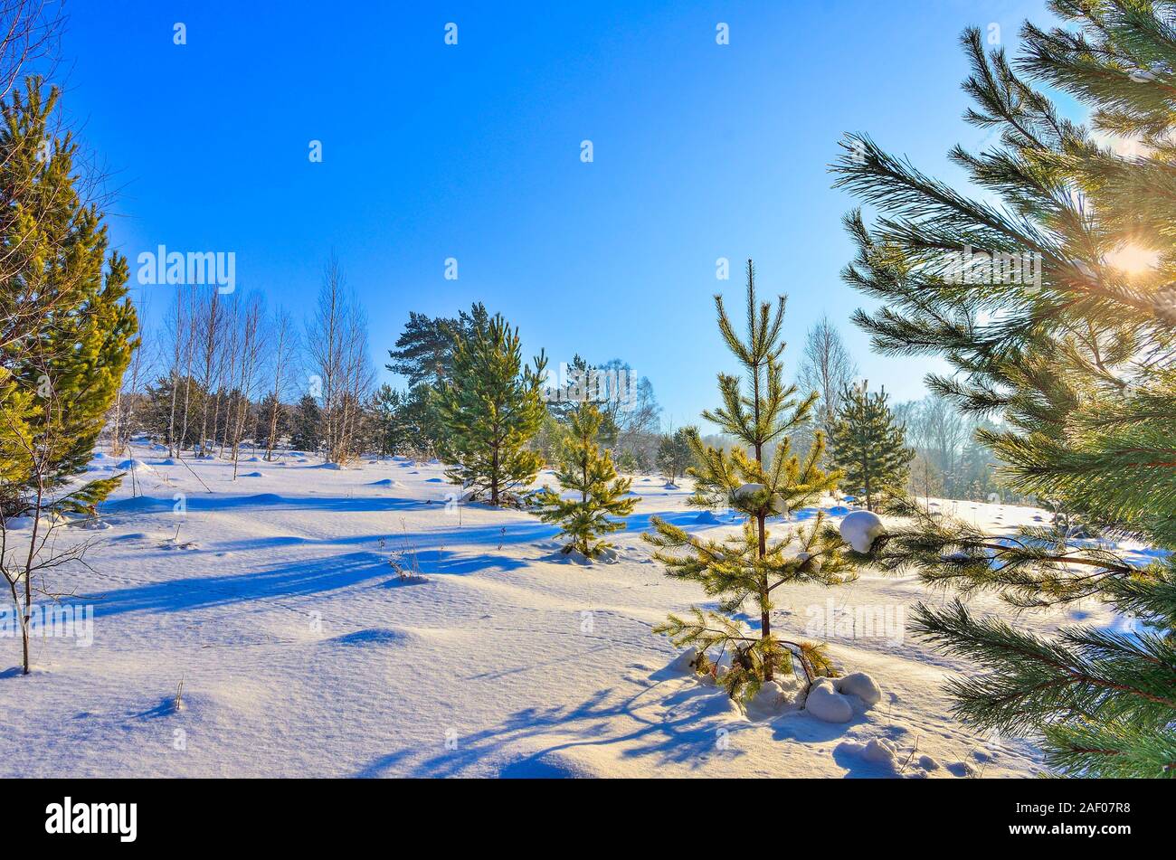 Winter sunny landscape in young coniferous forest, sun beams through the green needles on pine tree branches pure pristine white snow and blue sky. Wi Stock Photo
