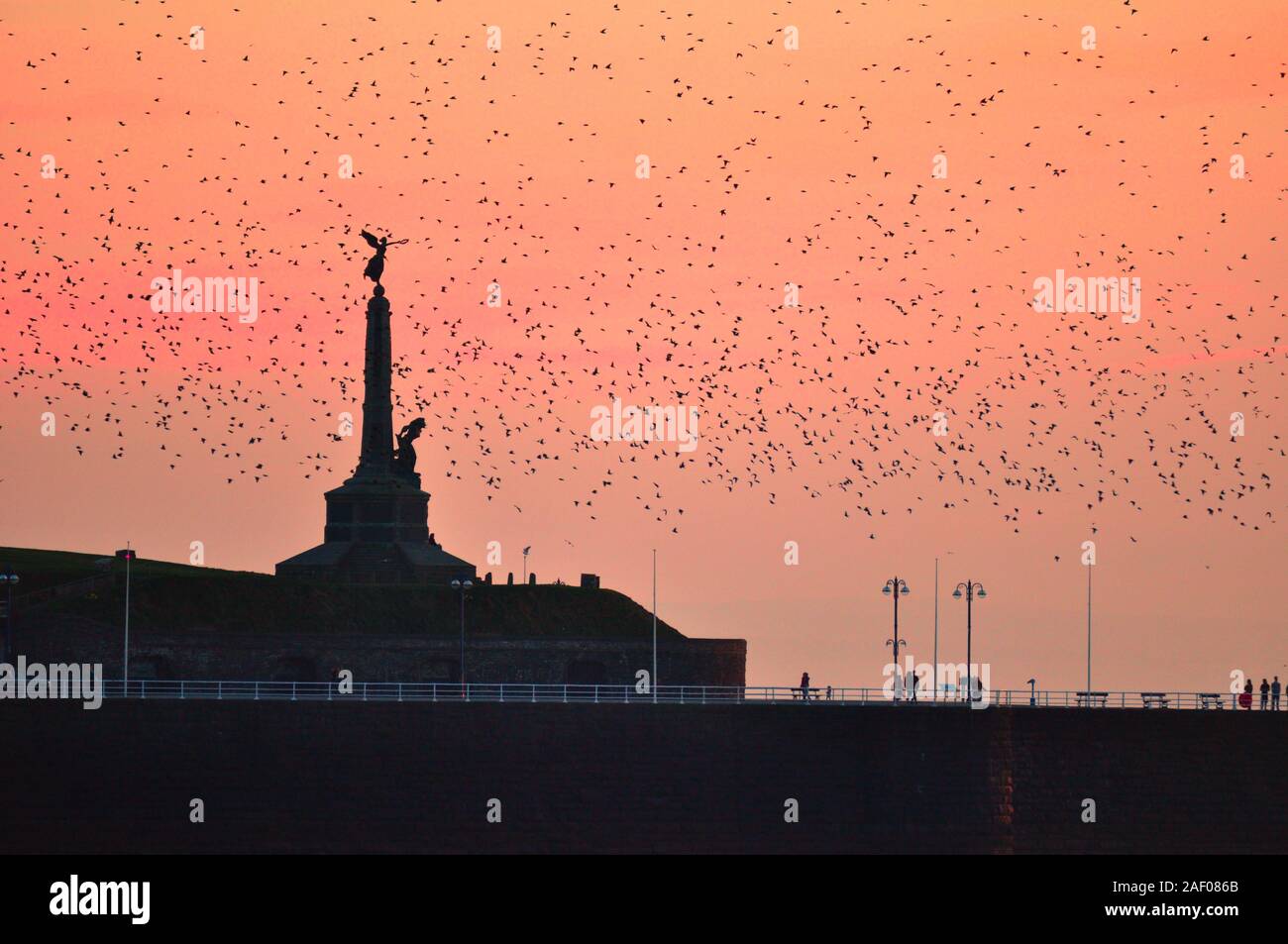Starling murmuration at Aberystwyth with the war memorial in the background. Although numerous in Aberystwyth, the starling is on the RSPB red list. Stock Photo