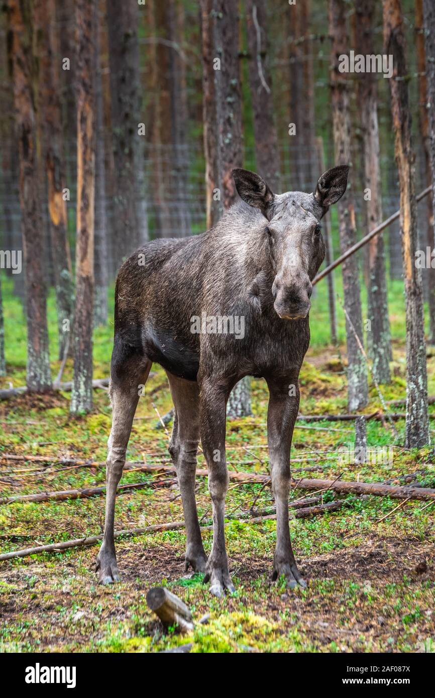 Young Wild Moose Grazing near Kiruna, Sweden. Stock Photo