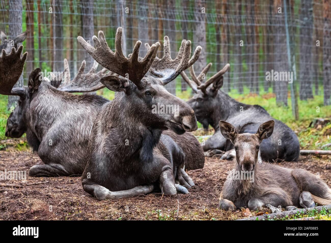 Wild Moose family with huge antlers Grazing near Kiruna, Sweden. Stock Photo