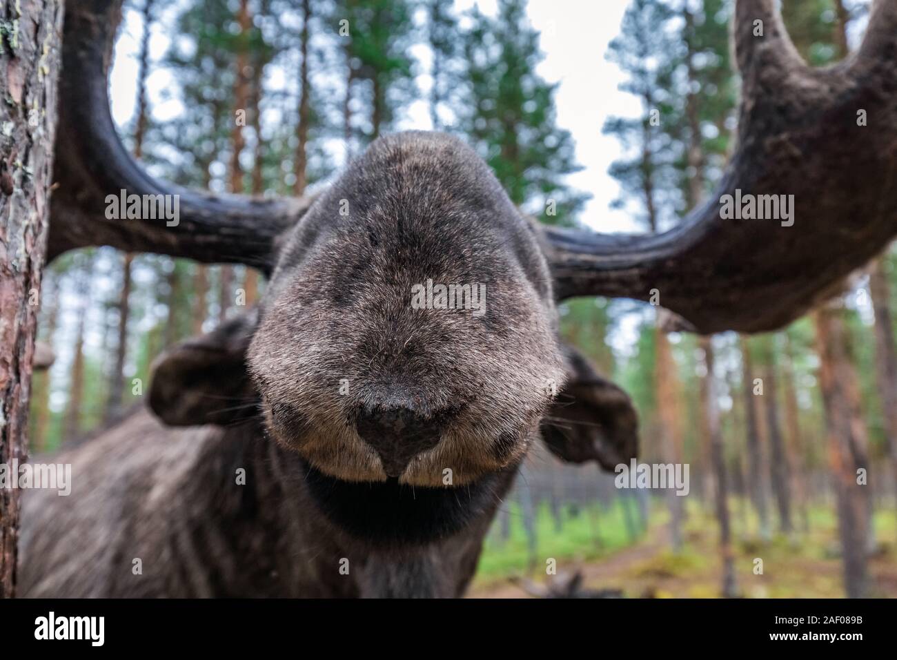 Nose of Adult Wild Moose with huge antlers Grazing near Kiruna, Sweden. Stock Photo