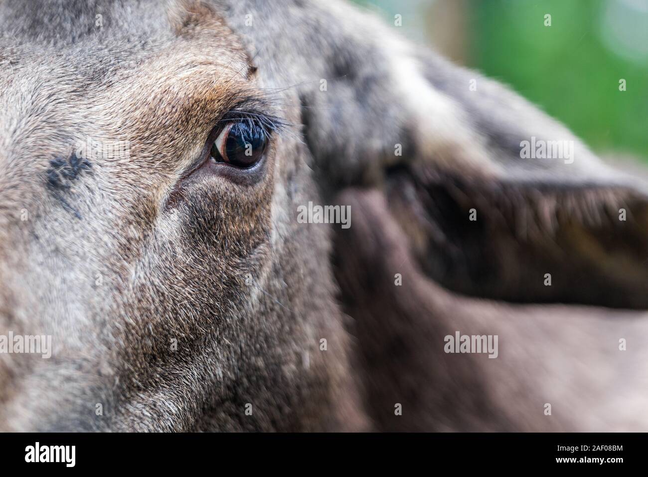 Eye of the Young Wild Moose Grazing near Kiruna, Sweden. Stock Photo