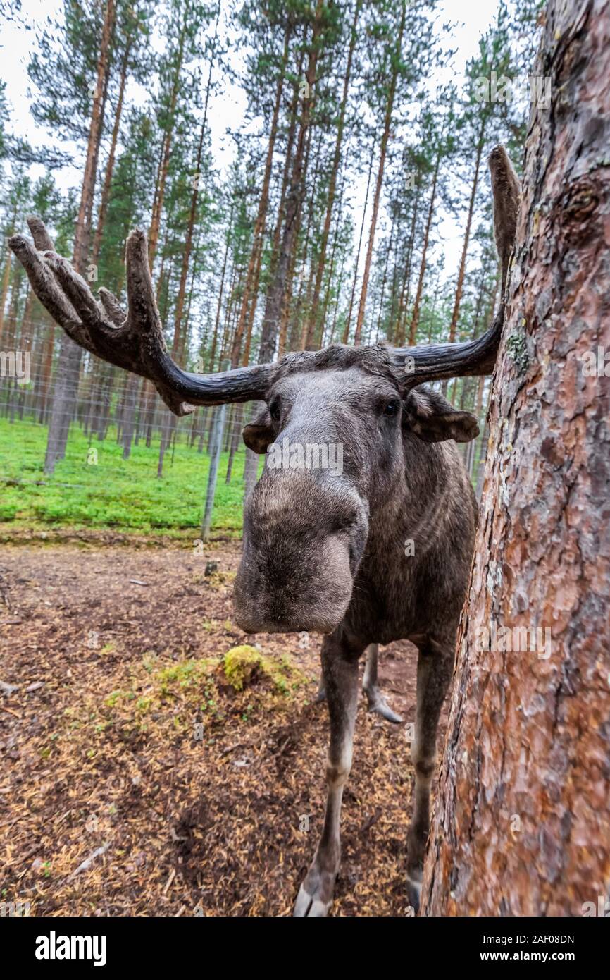 Adult Wild Moose with huge antlers Grazing near Kiruna, Sweden. Stock Photo