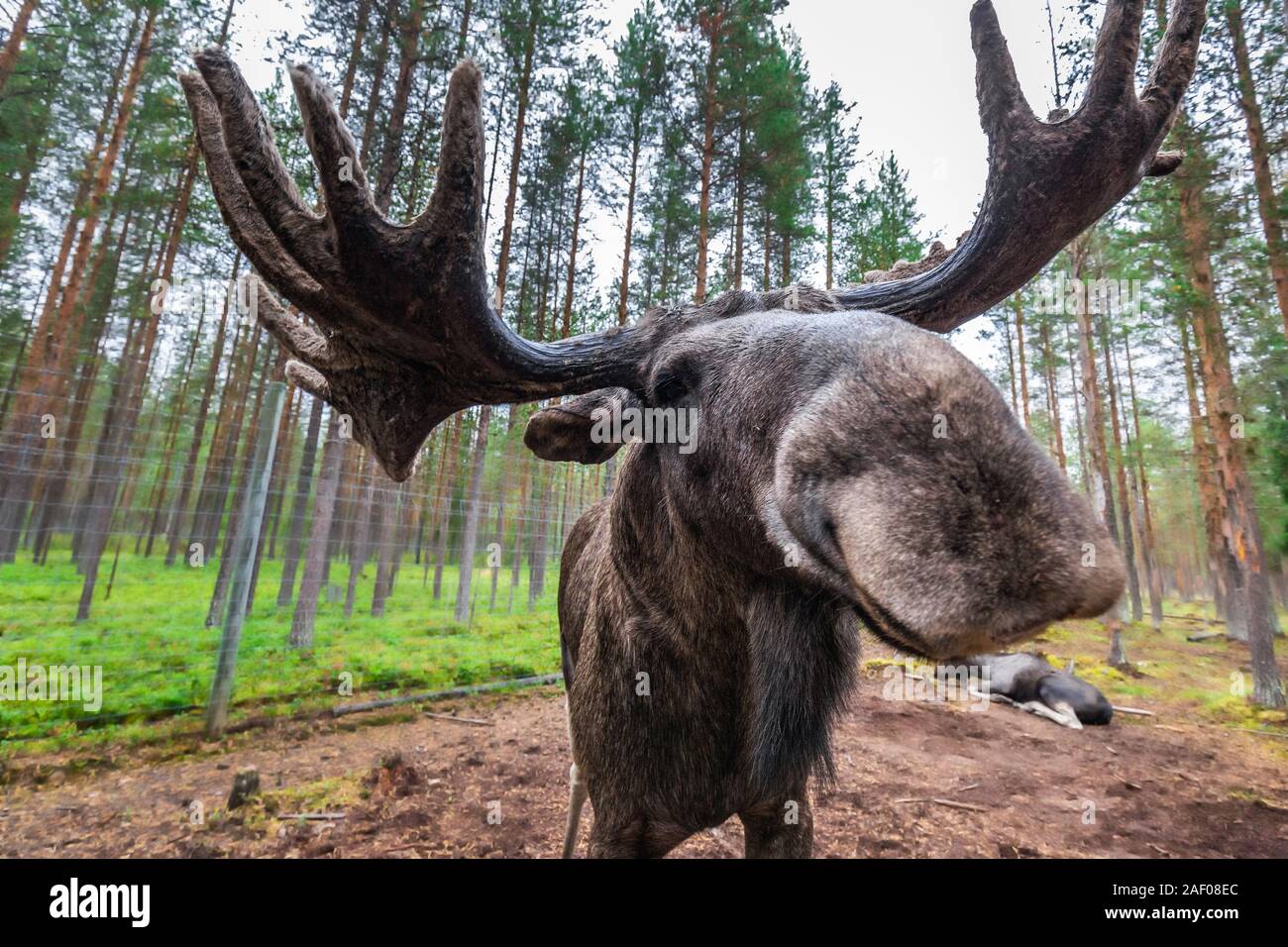 Adult Wild Moose with huge antlers Grazing near Kiruna, Sweden. Stock Photo