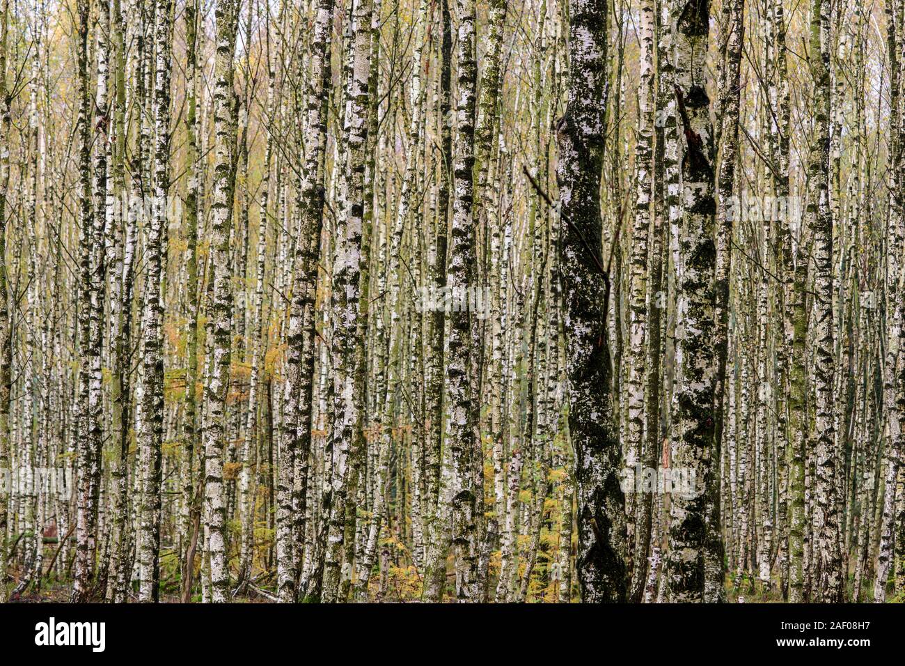 Abstract image of the bark and trunk of birch trees Stock Photo