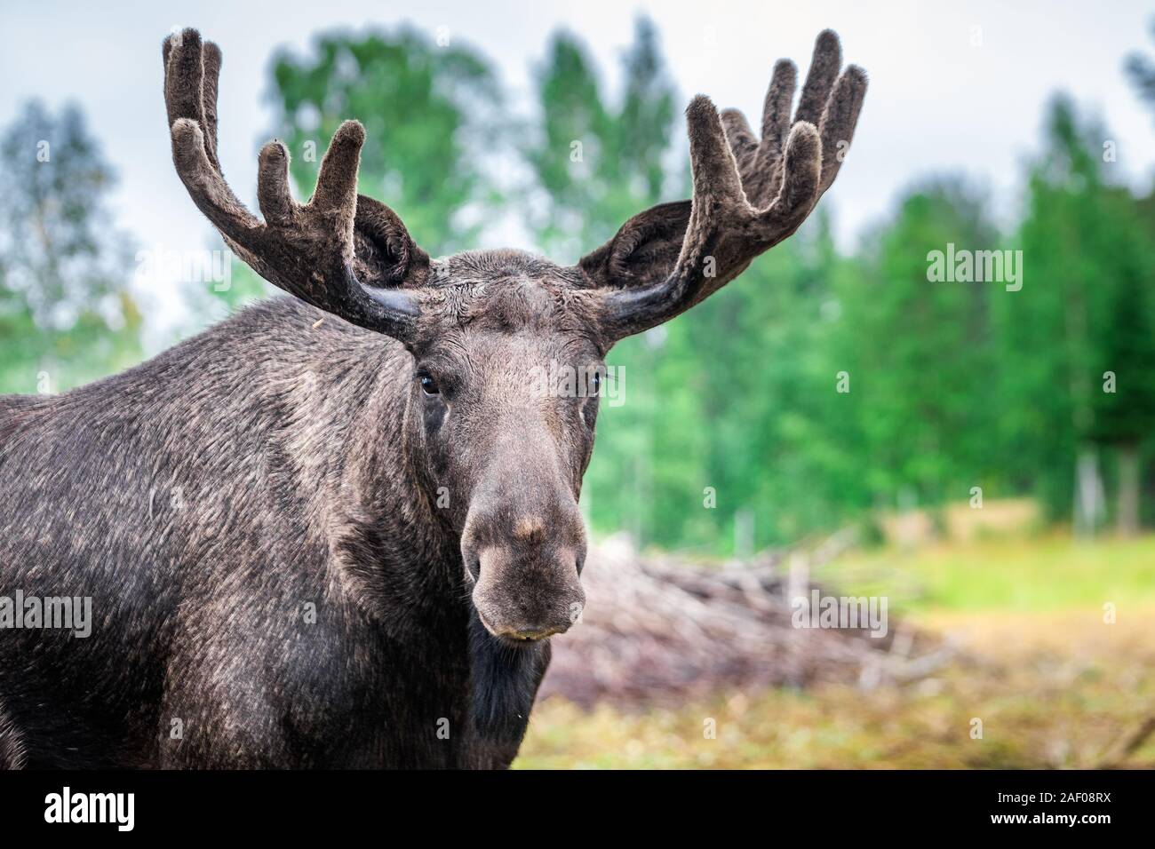 Adult male Wild Moose with huge antlers Grazing near Kiruna, Sweden. Stock Photo