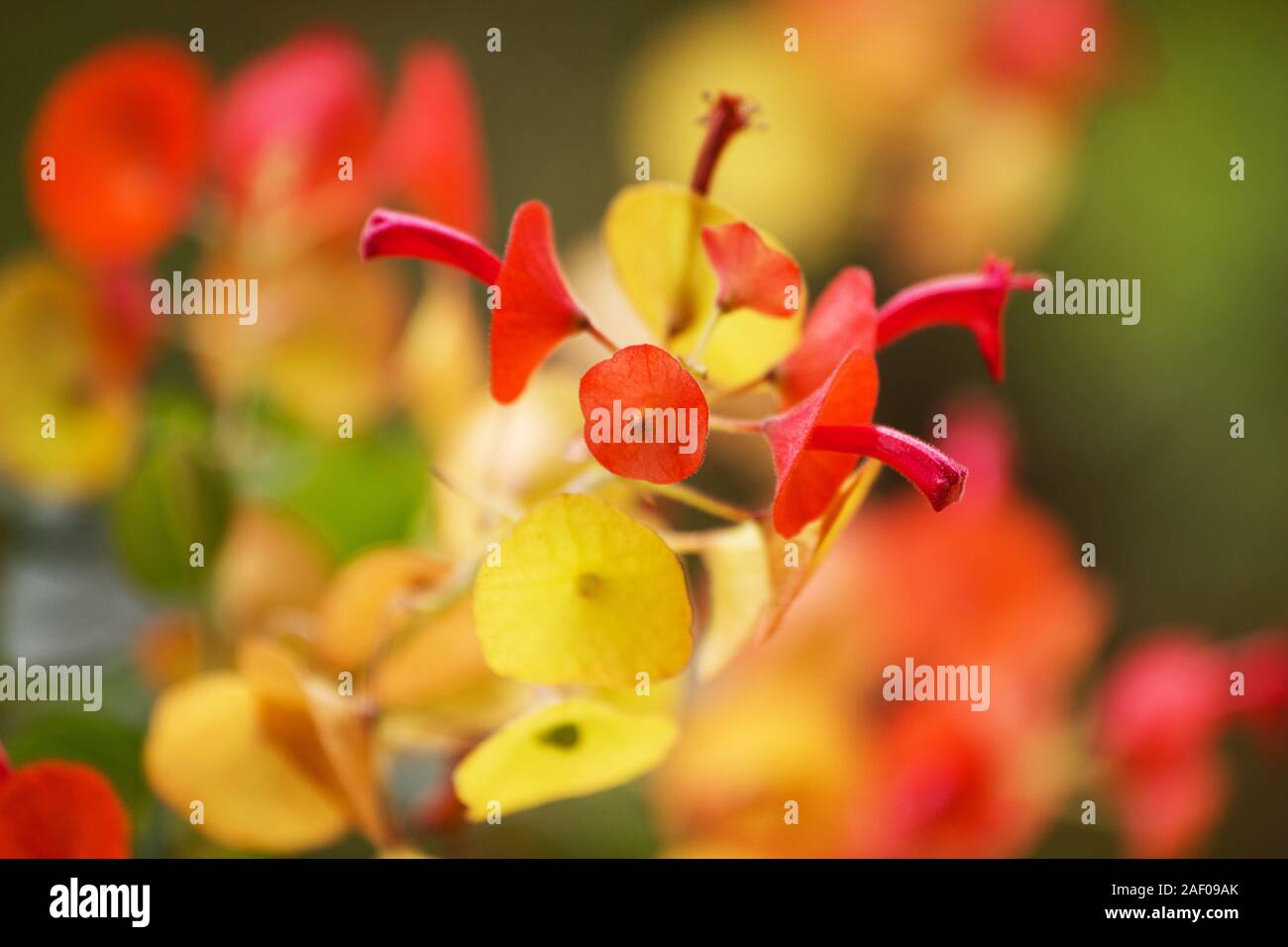 Chinese hat plant in bloom (Holmskioldia sanguinea) Stock Photo
