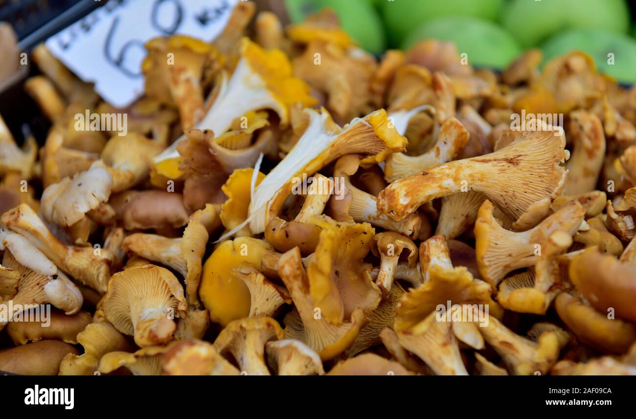 Fresh wild mushrooms for sale in market Stock Photo