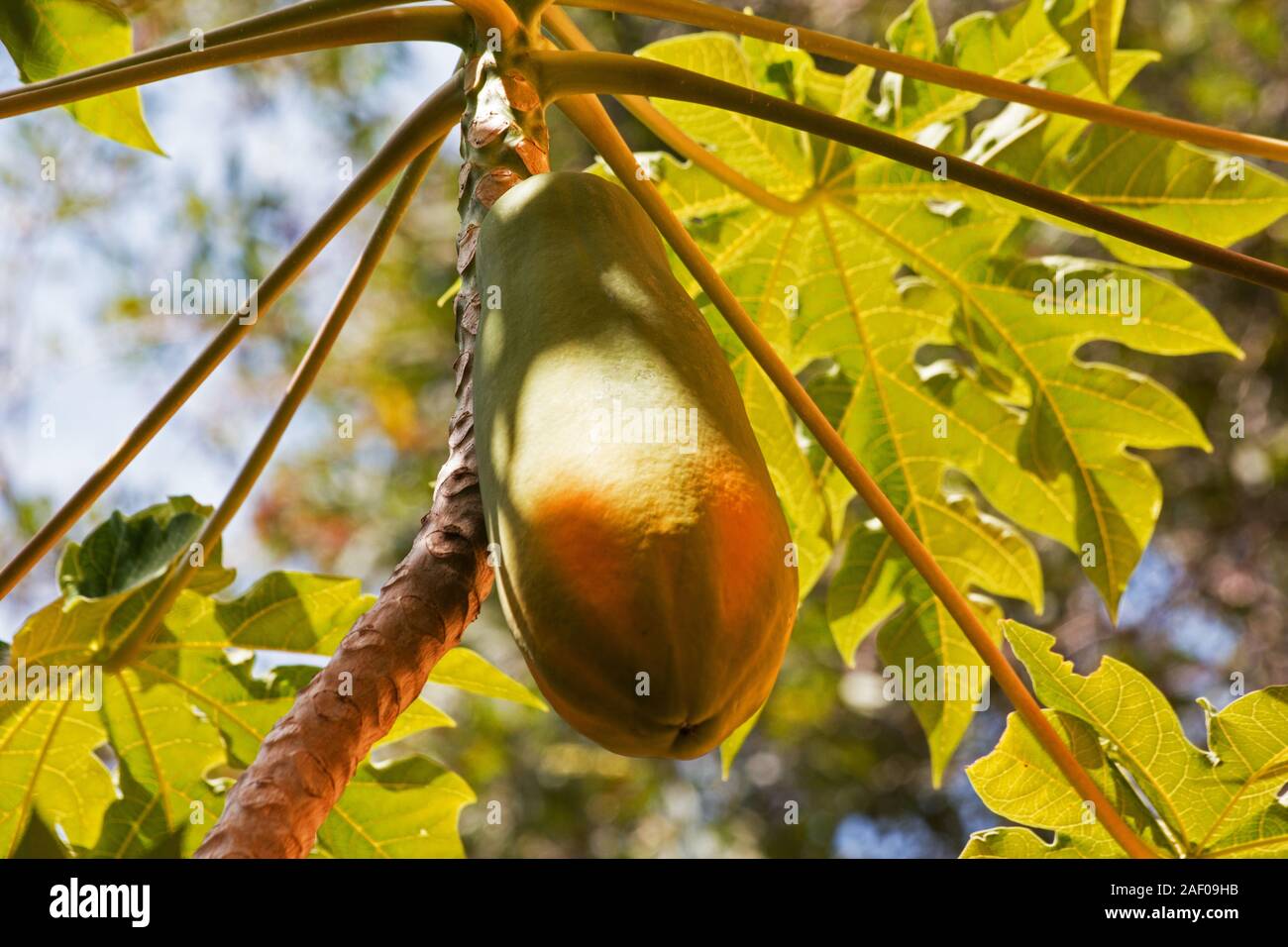 Papaya tree and papaya fruit Stock Photo Alamy