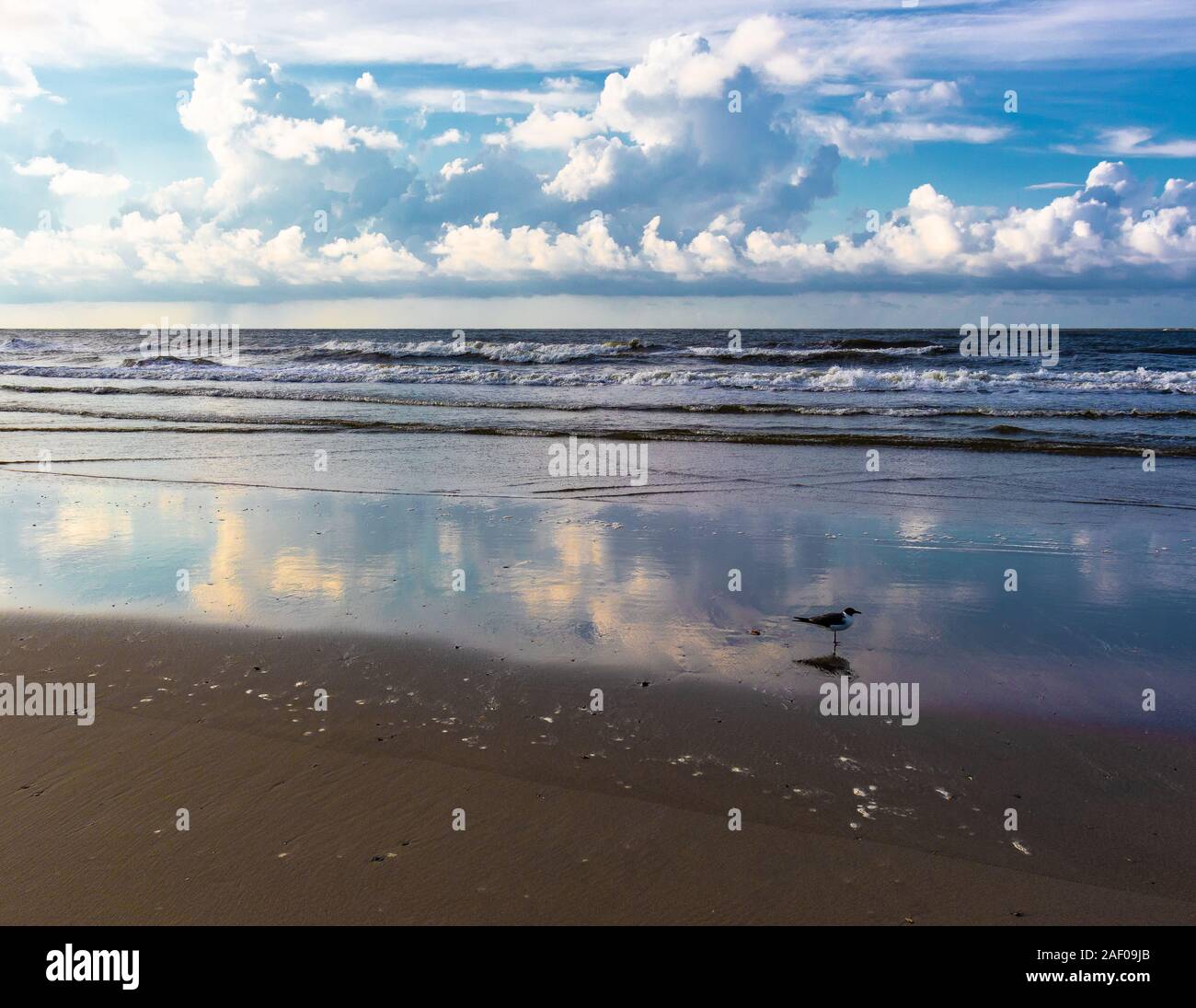 Single bird standing on the ocean shore in Folly Beach, South Carolina Stock Photo
