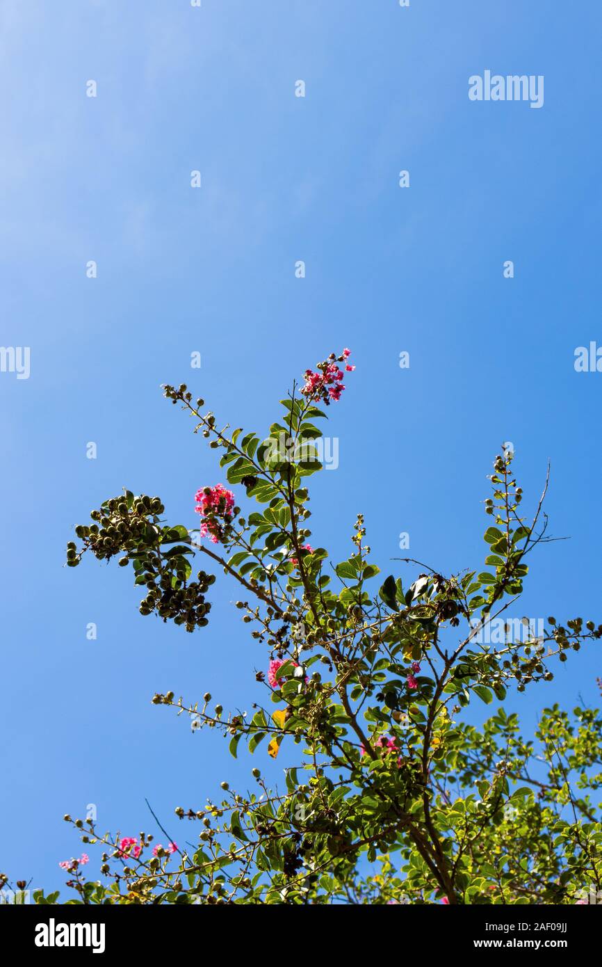 Blossoming pink flowers reaching up into a clear blue sky Stock Photo