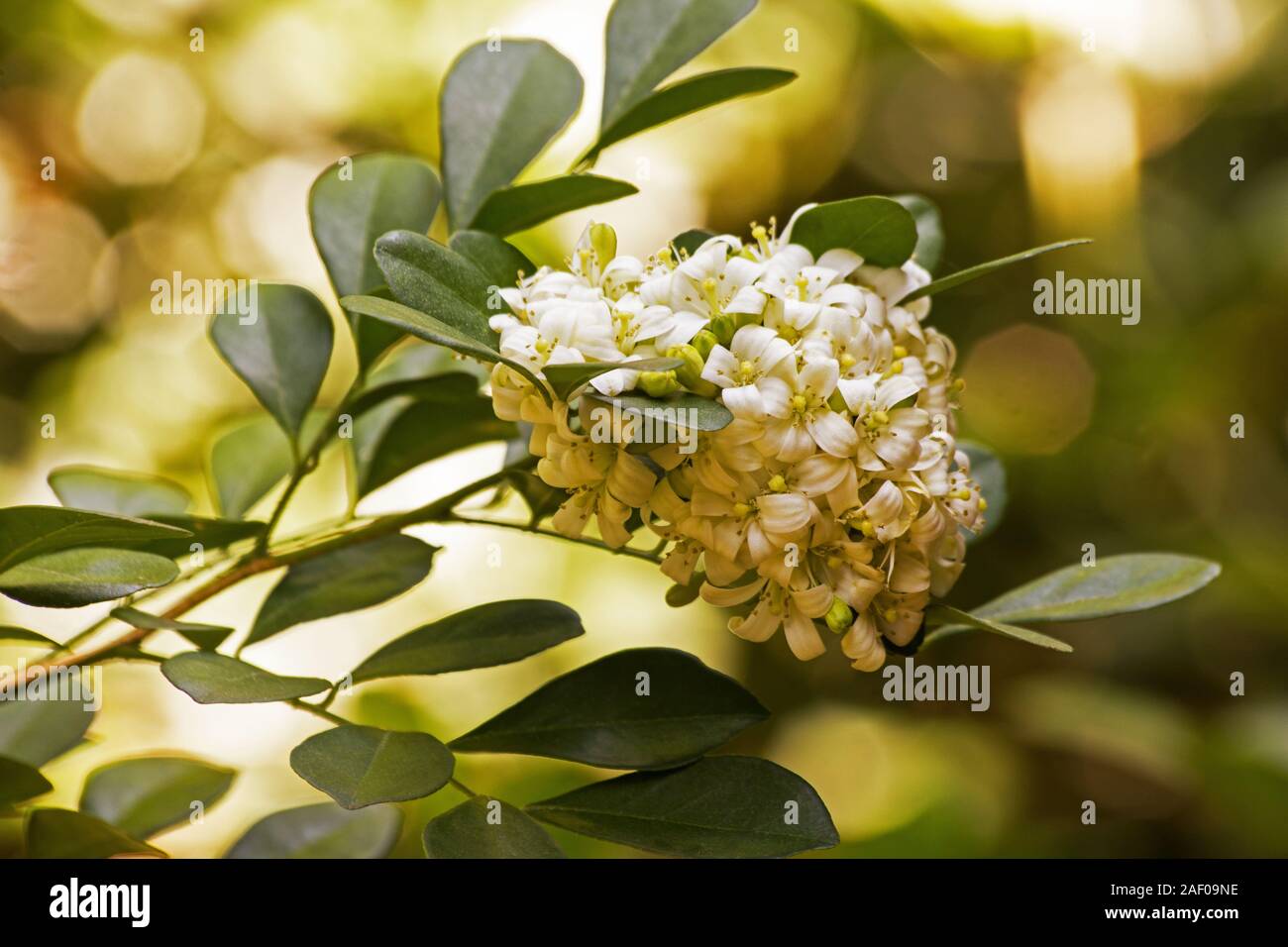 Orange jasmine plant flowers Stock Photo Alamy