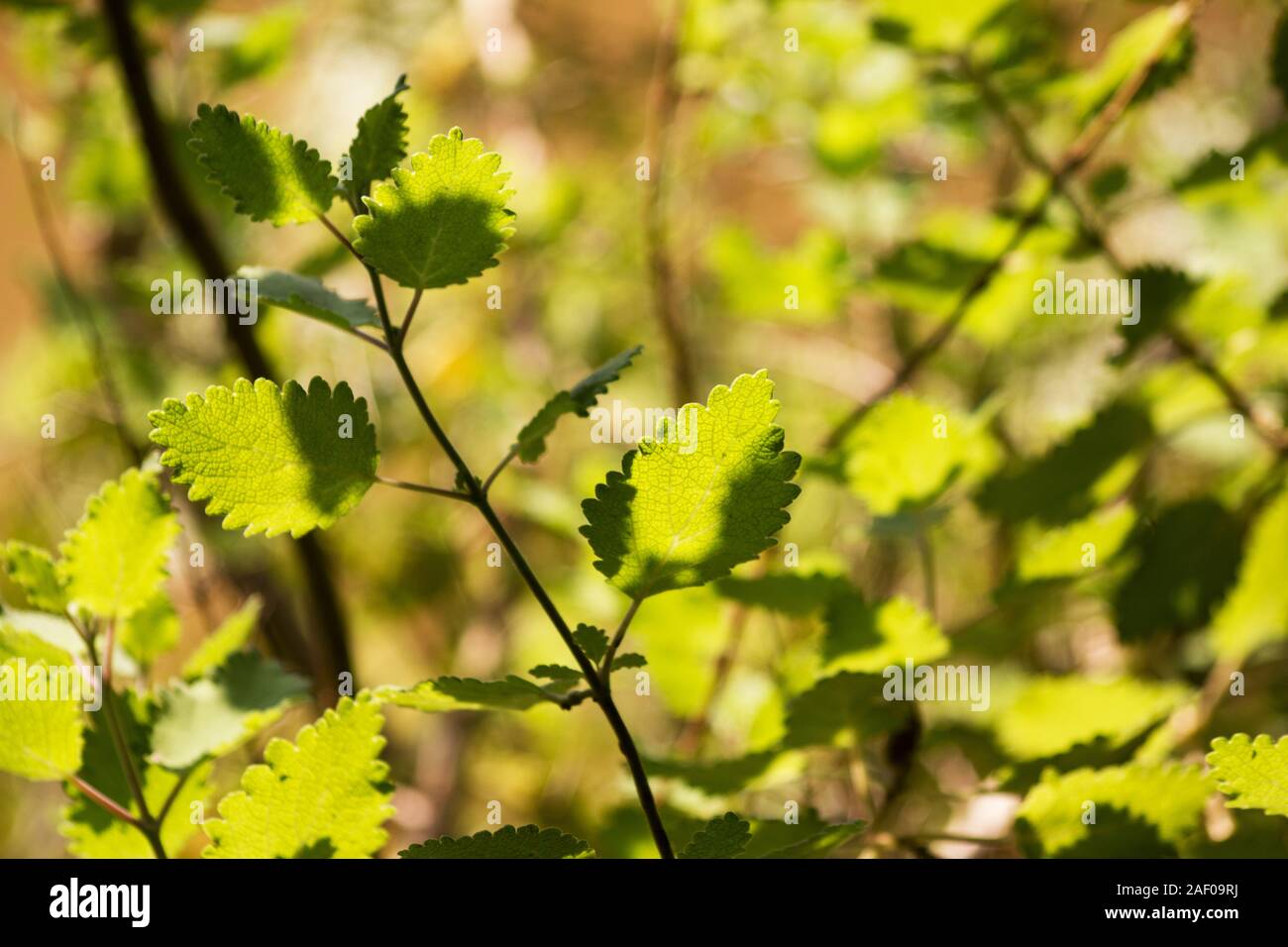 Musk bush (Tetradenia riparia) plant Stock Photo