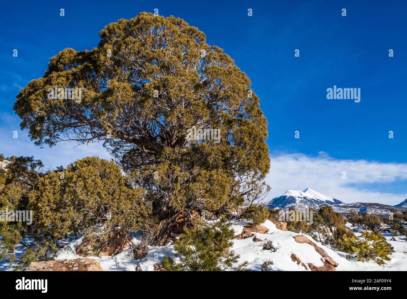 Looking upward toward the La Sal Mountains with a large Juniper tree in the foreground, southeast Utah, USA. Stock Photo