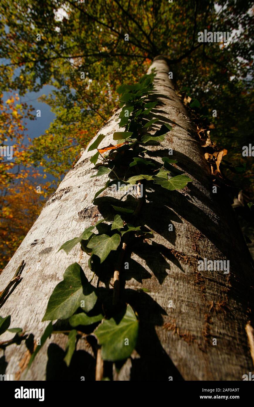 Climbing Plant Growing Along Trunk Tree Grevolosa Beech Wood Barcelona Catalonia Spain Stock Photo Alamy Climbing Plant Growing Along Trunk Tree Grevolosa Beech Wood Barcelona Catalonia Spain Stock Photo Alamy