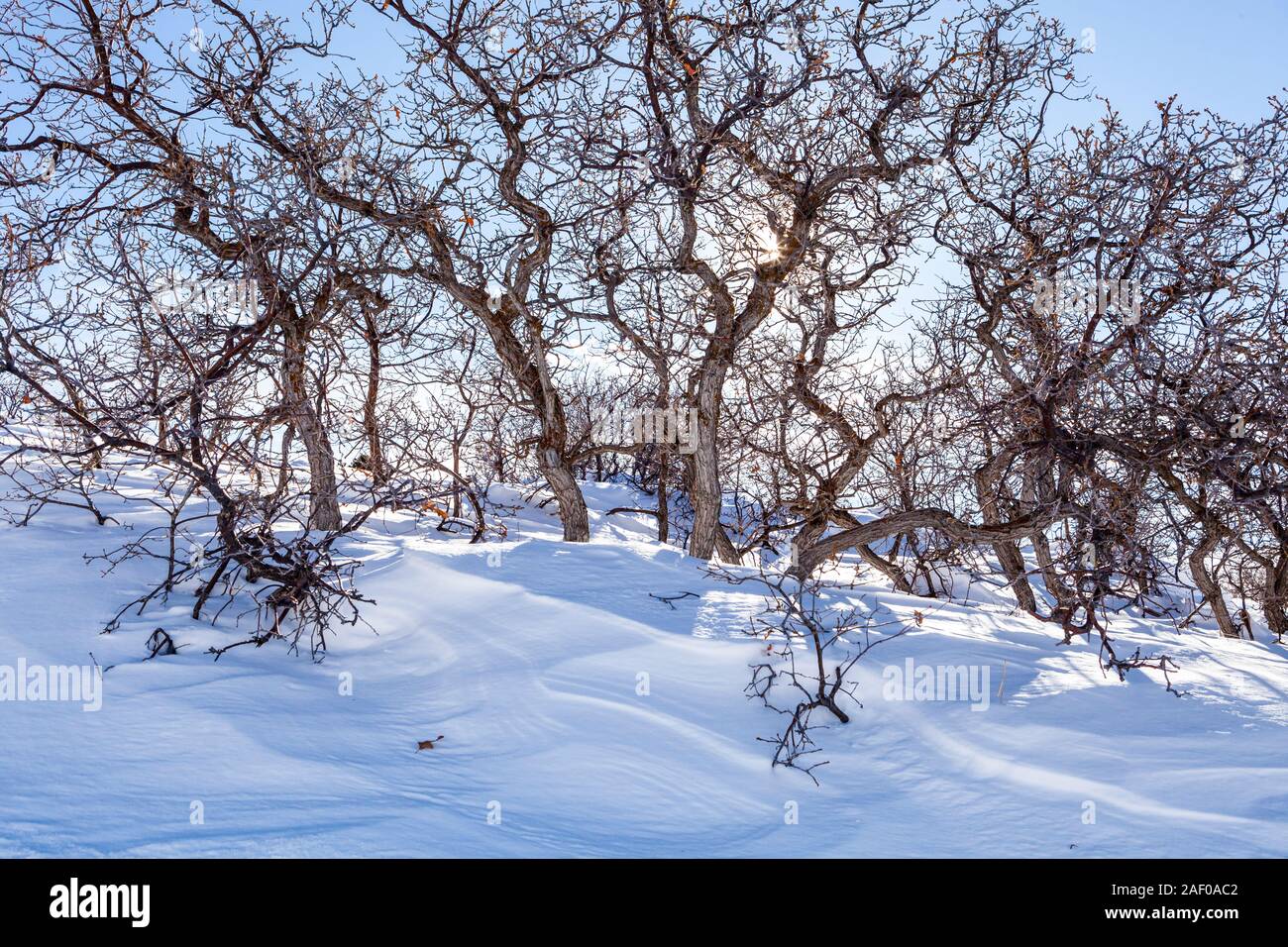 Scrub oak trees and windblown snow, La sal mountains, Utah, USA. Stock Photo