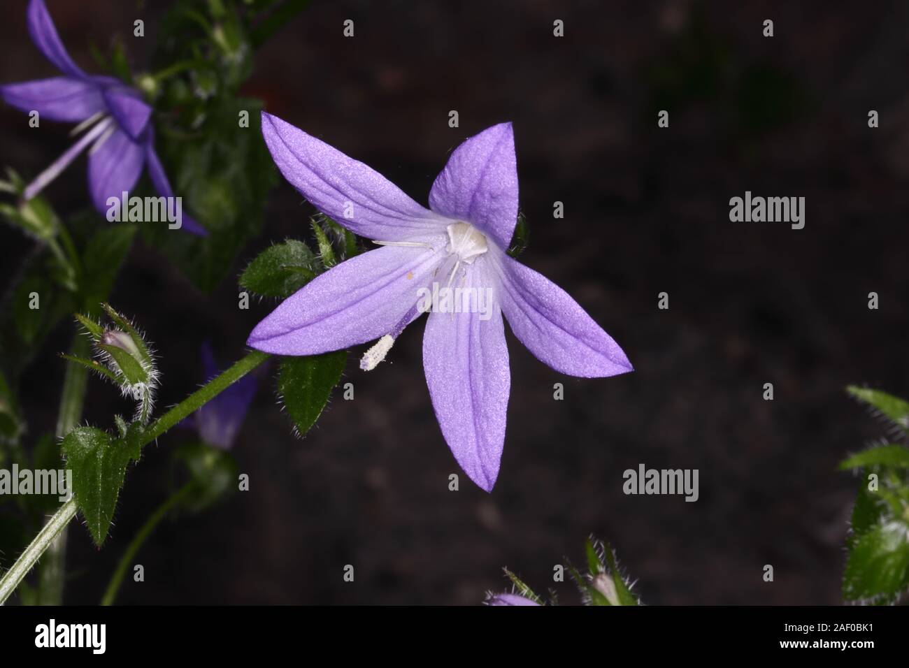 Campanula garganica W.H. Paine is a small perennial forming rounded basal leaves. Spreading stems bear starry, white-eyed, lavender-blue flowers. Stock Photo