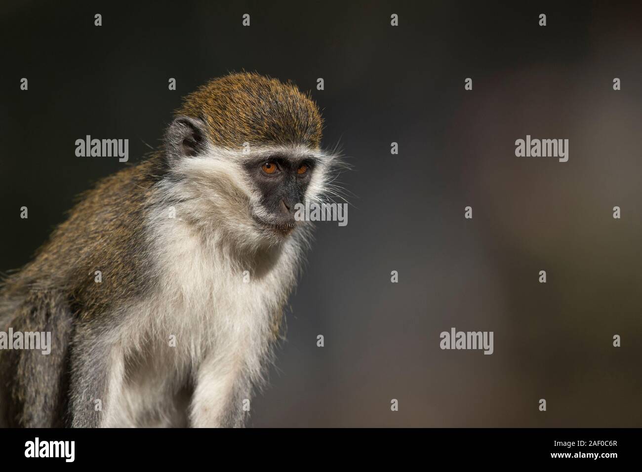 Grivet Monkey (Chlorocebus aethiops) Stock Photo