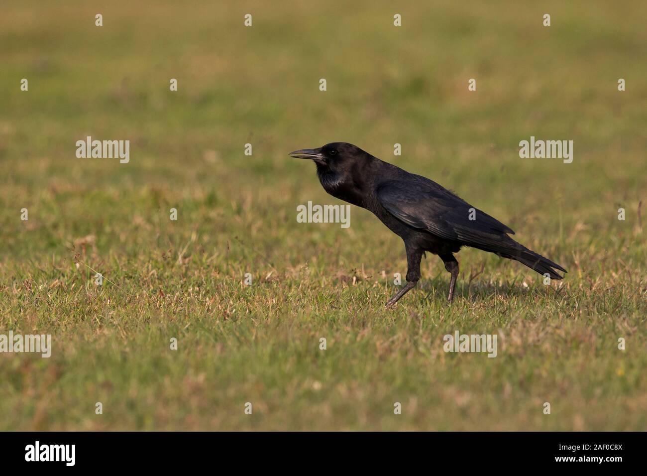 Calling Cape Crow (Corvus capensis) at Alemgono Wetland, Kafa Biosphere Reserve, Ethiopia Stock Photo