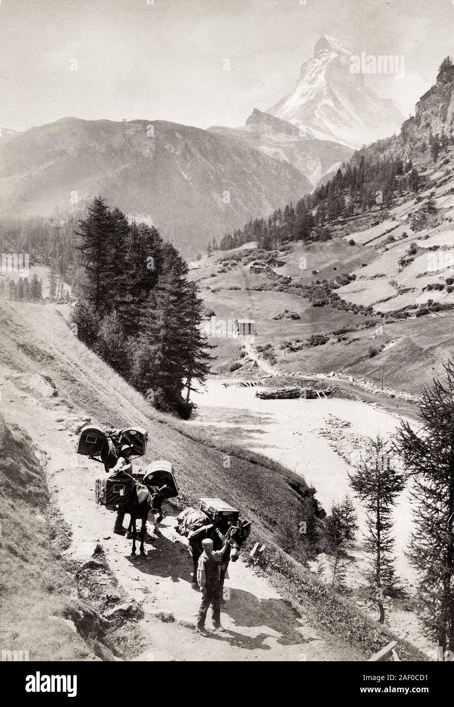 Pack mules trekking below the Eiger mountain Stock Photo - Alamy