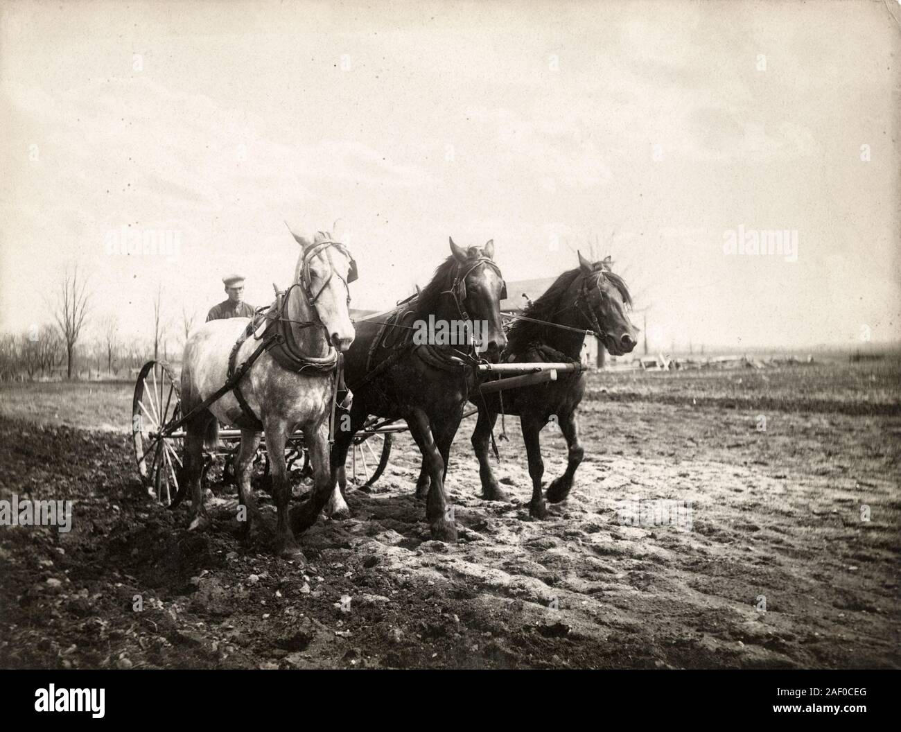 Farming in Canada - a team of three horses pulling a harrow over ploughed land, c1920. Stock Photo