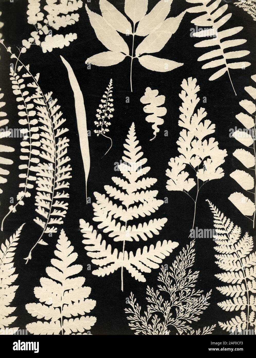 Mid 19th century photogram of leaves and ferns, England Stock Photo