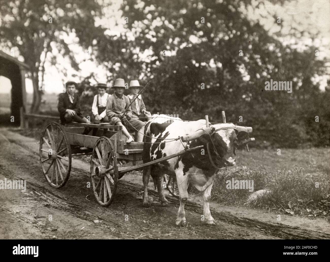 Farming in Canada c.1920 - four farm children on a cart drawn by an ox / bullock in harness Stock Photo