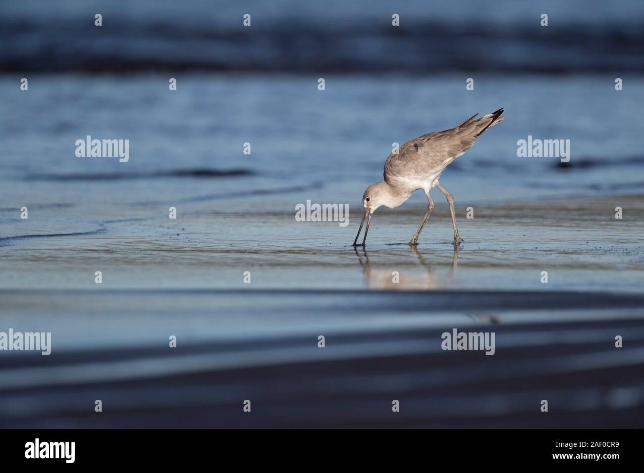 Willet foraging at Pacific coast of Guatemala Stock Photo