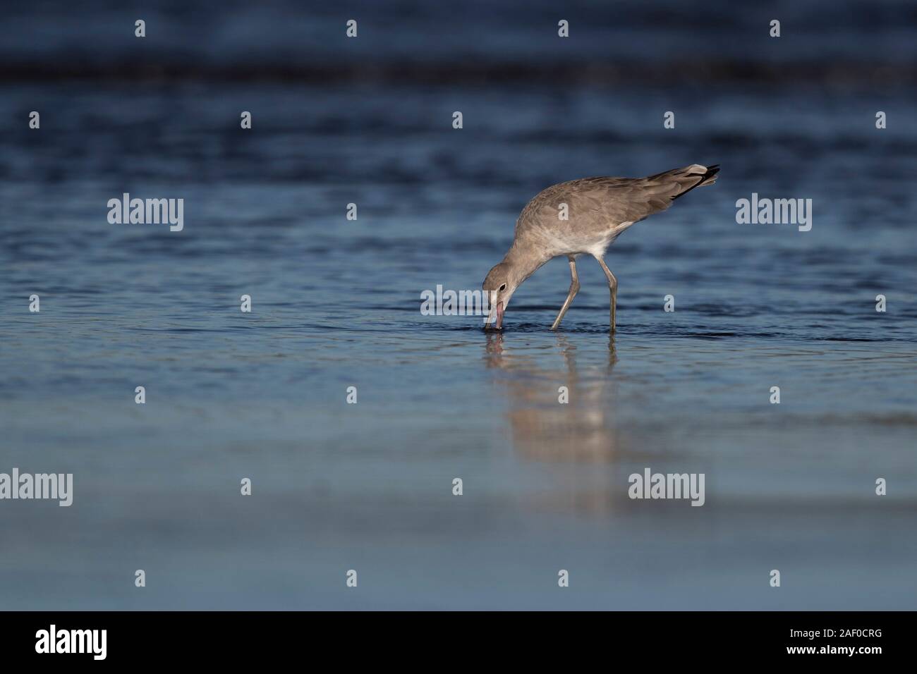 Willet foraging at Pacific coast of Guatemala Stock Photo