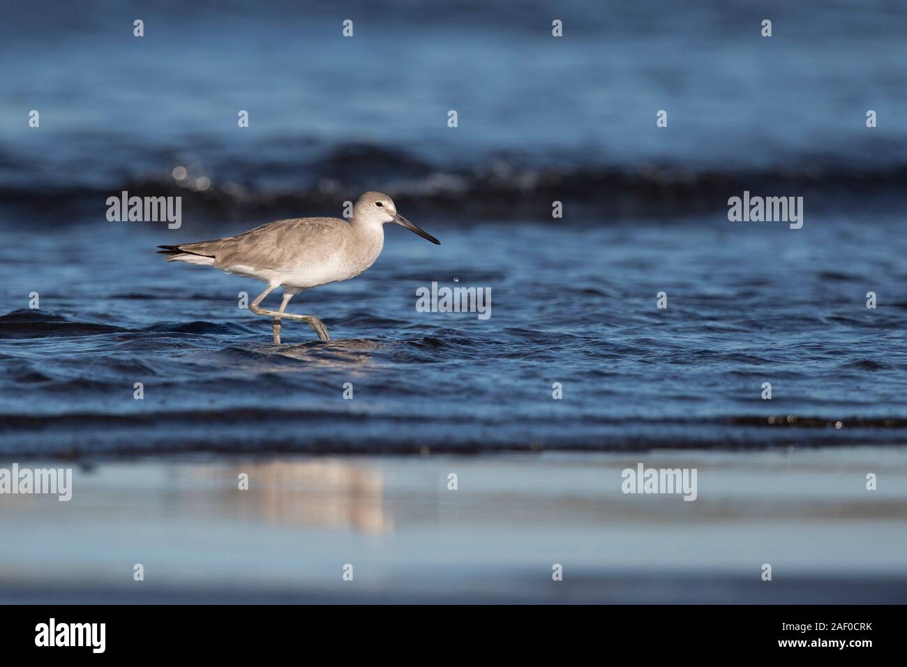 Willet foraging at Pacific coast of Guatemala Stock Photo