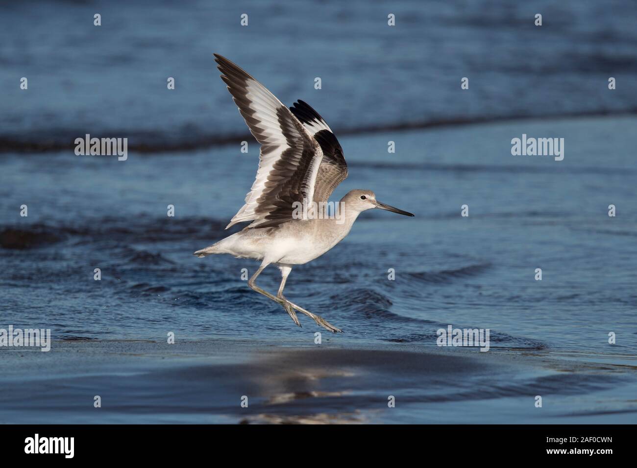 Willet takes off at Pacific coast of Guatemala Stock Photo