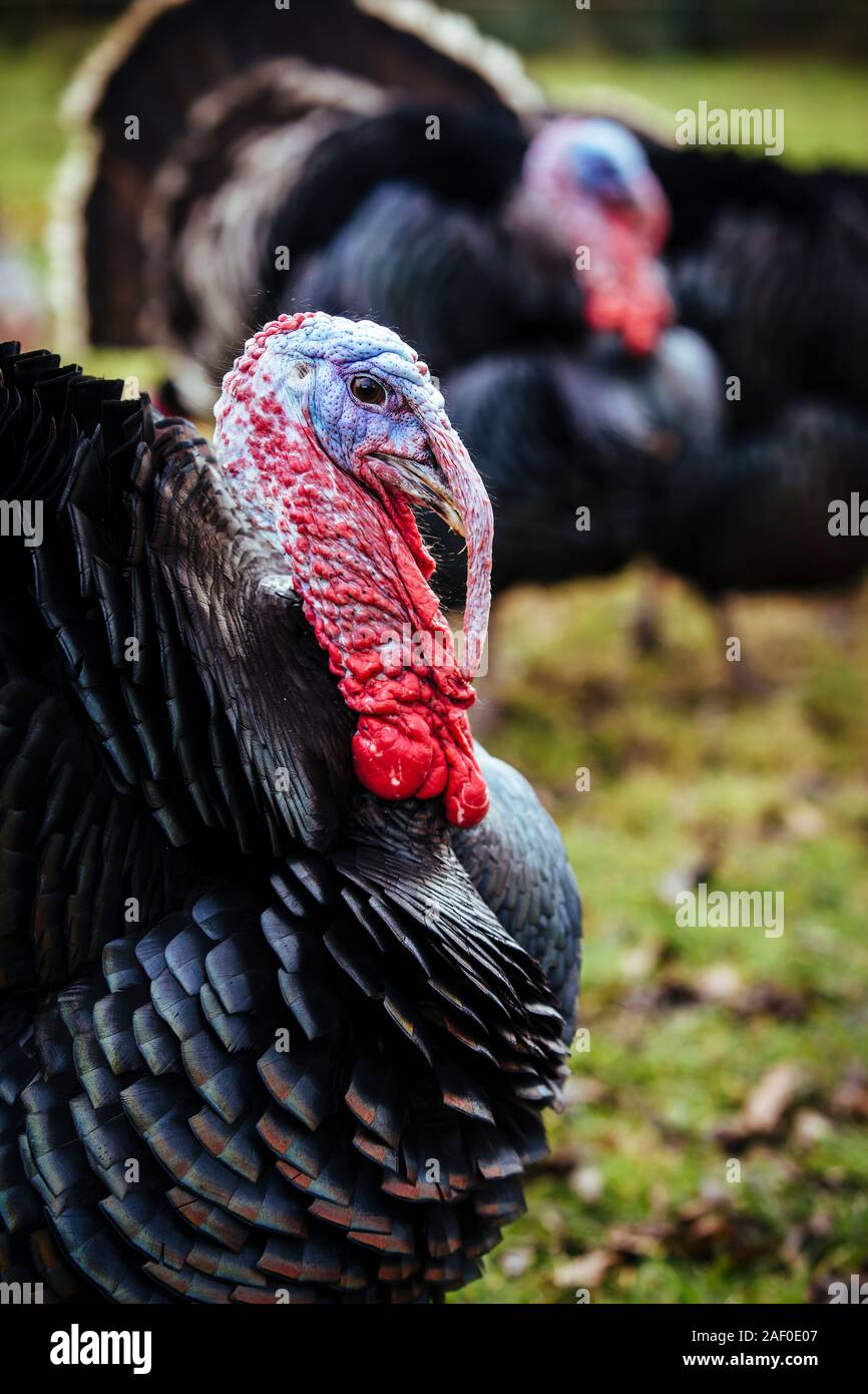 Bronze turkey hires stock photography and images Alamy