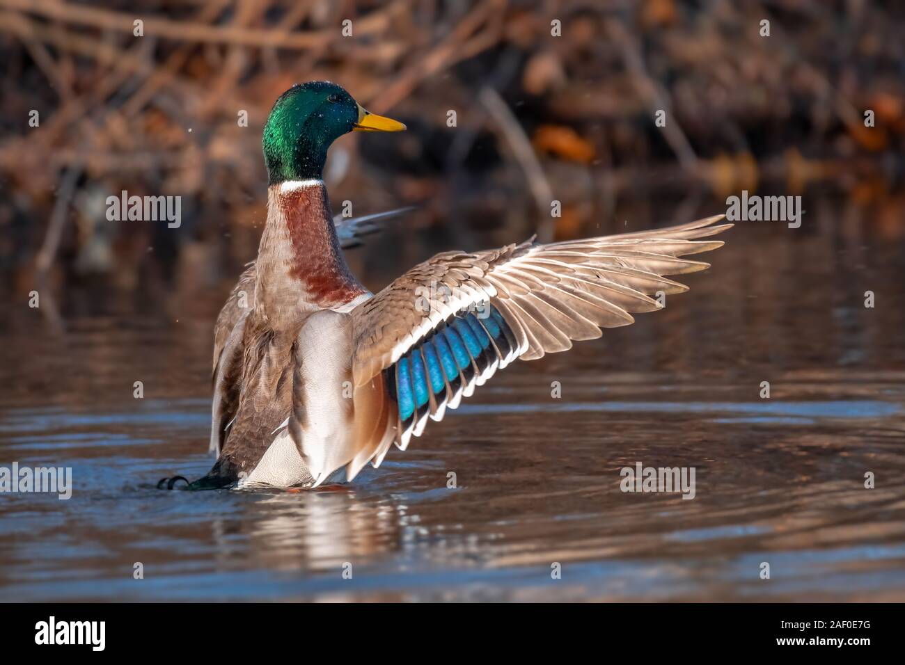 Birds and animals in wildlife. Beautiful duck flapping the wings in water of pond or river. Stock Photo