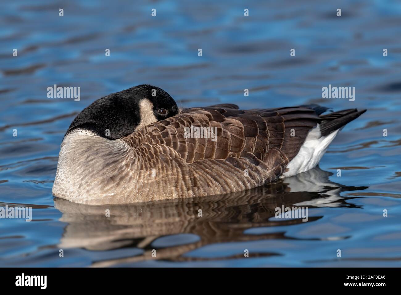 Canadian Goose swimming in a small lake. Stock Photo