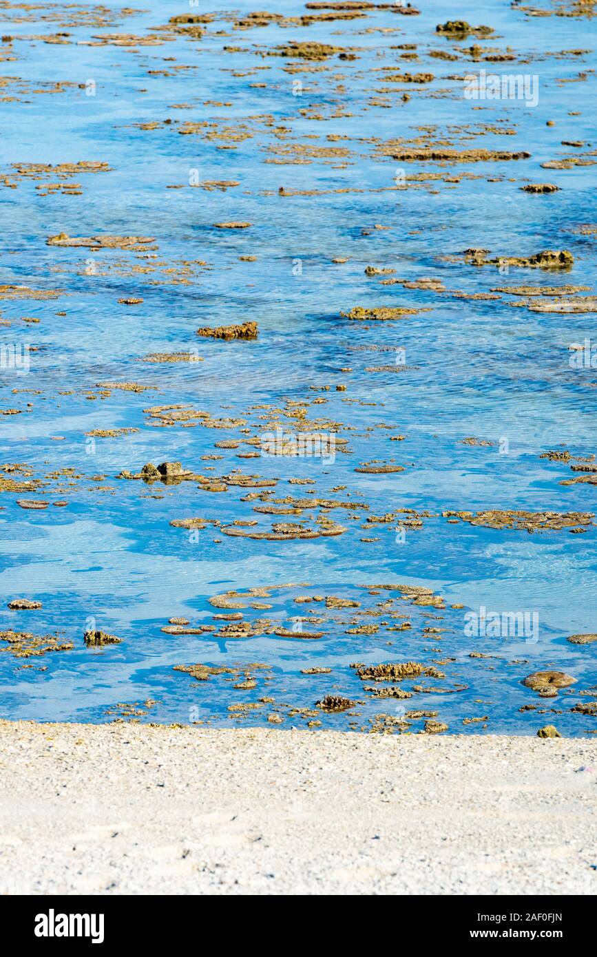 Turquoise blue water of Rock pools of coral reef as tide goes out on Lady Elliot Island. Stock Photo