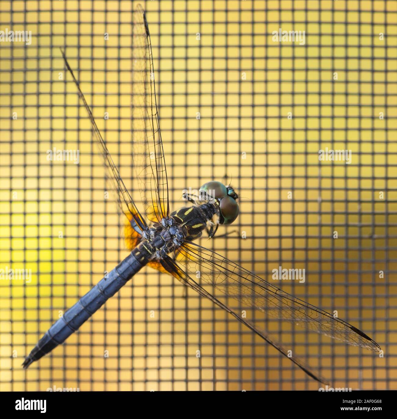 Blue Dasher dragonfly resting on the screen of a porch window in ...