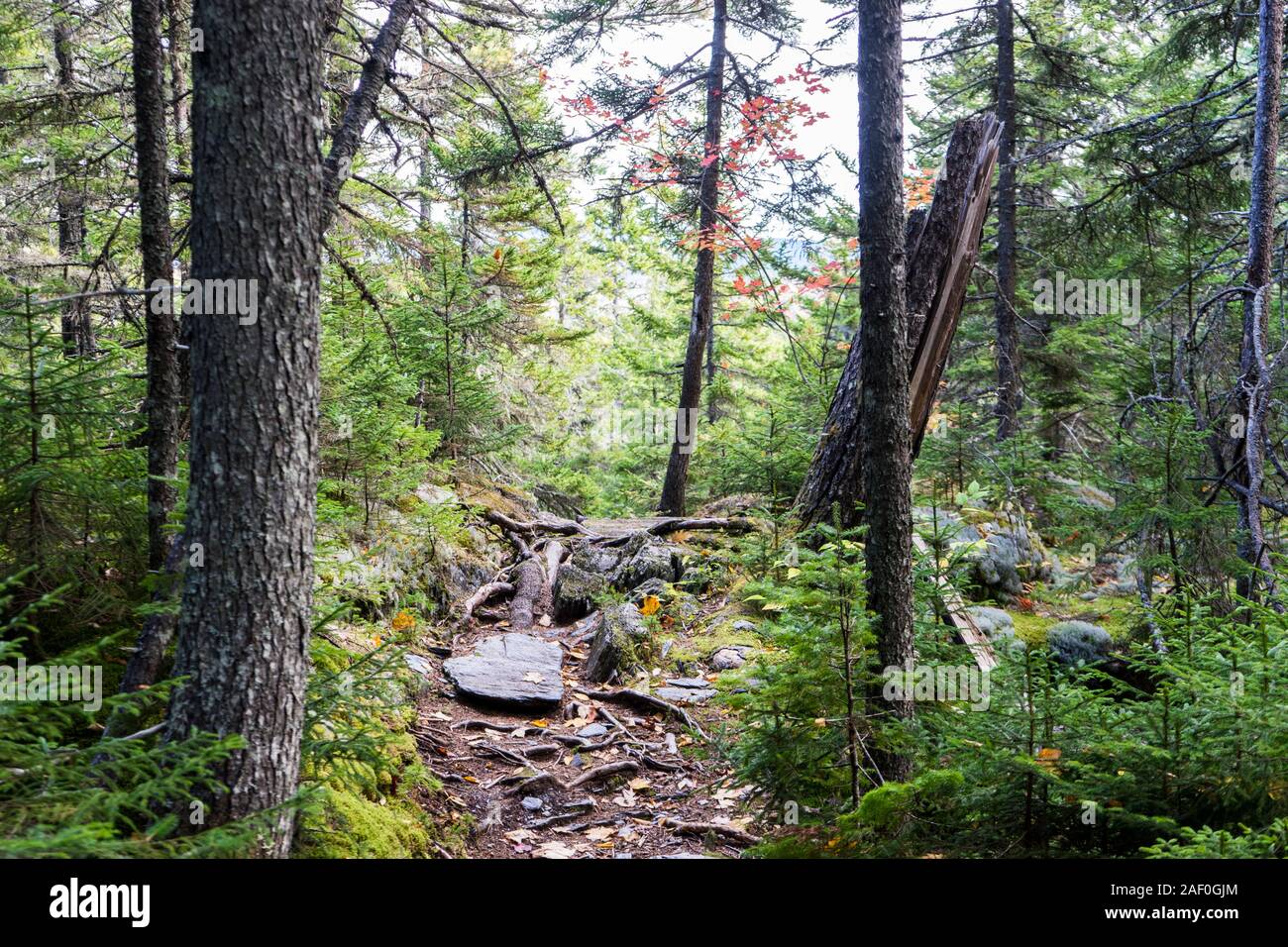 Quiet trail thru the woods Stock Photo - Alamy